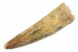 Fossil Spinosaurus Tooth - Real Dinosaur Tooth #354765-1